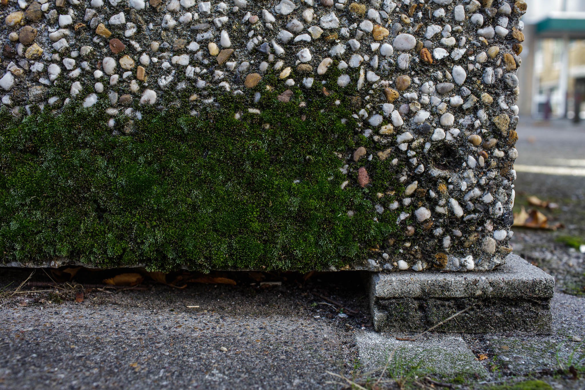 Biological niche for moss: microclimate of the slits at a garbage place.