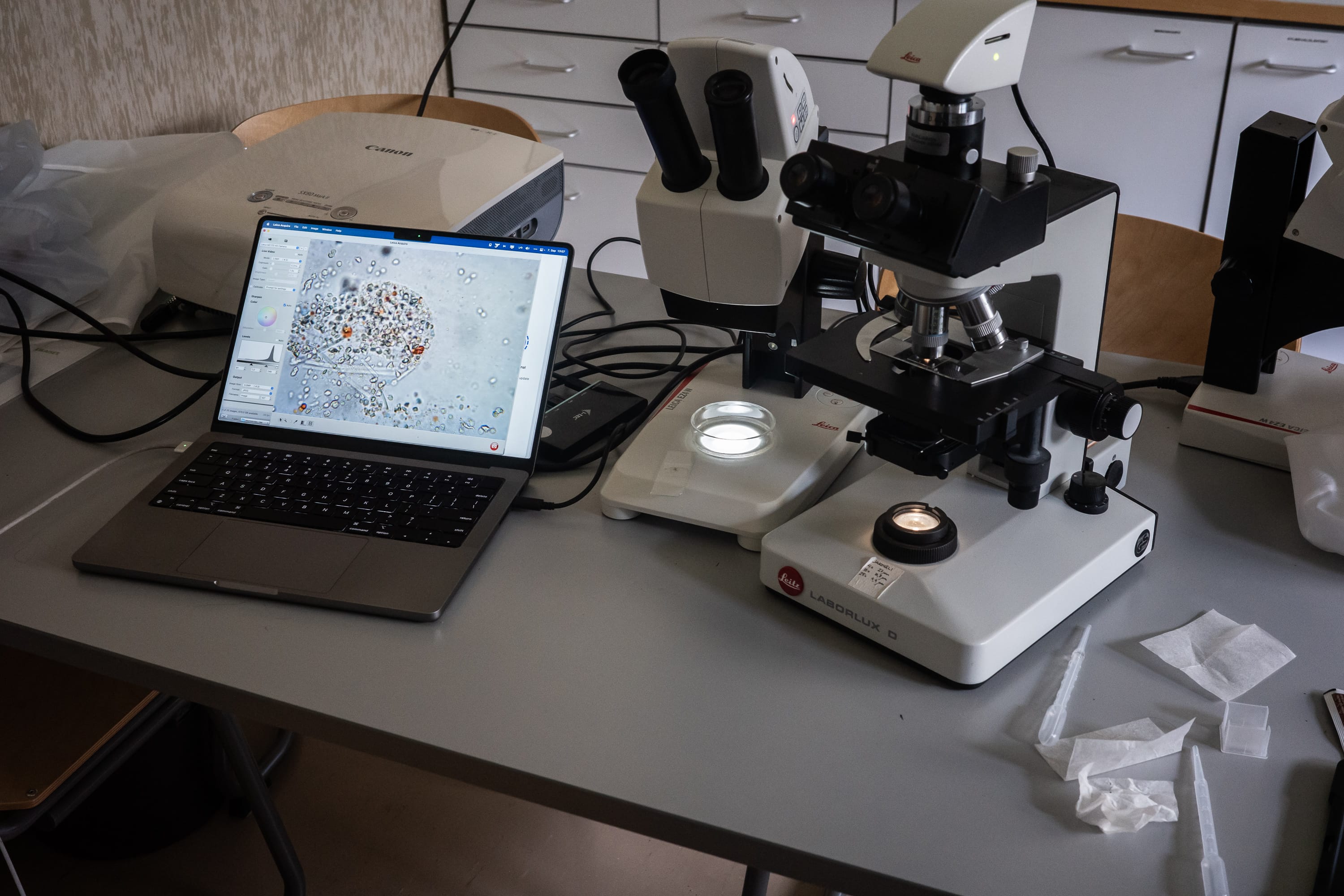 Microscopy of zoo-plankton sampled from Kilpisjärvi (lake).