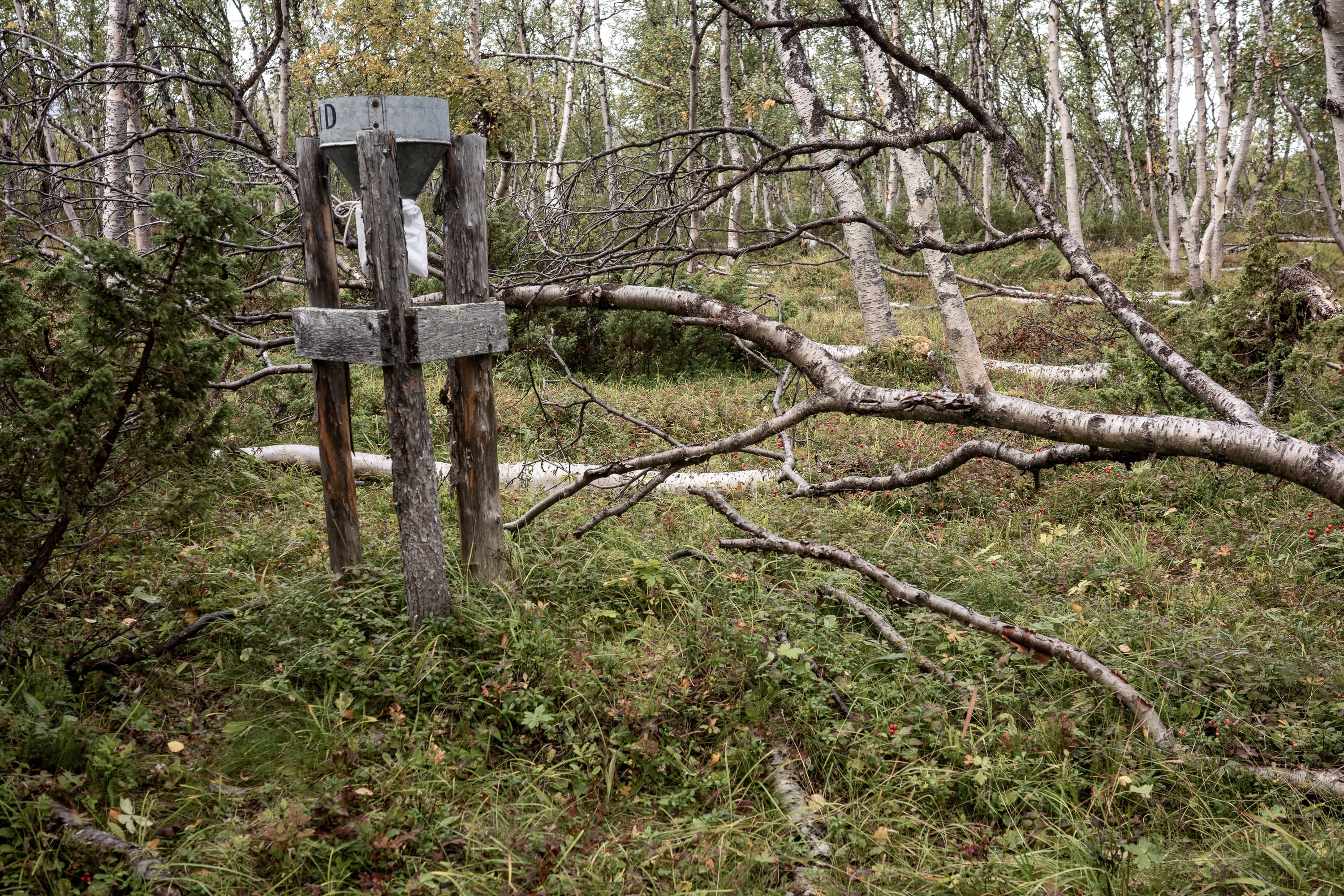 One of the several funnels to collect birch seeds. A long-term study started more than 20 years ago.